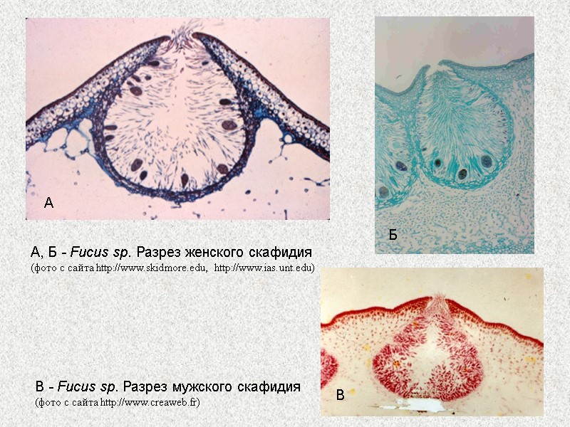 А, Б - Fucus sp. Разрез женского скафидия (фото с сайта http://www.skidmore.edu, http://www.ias.unt.edu) В